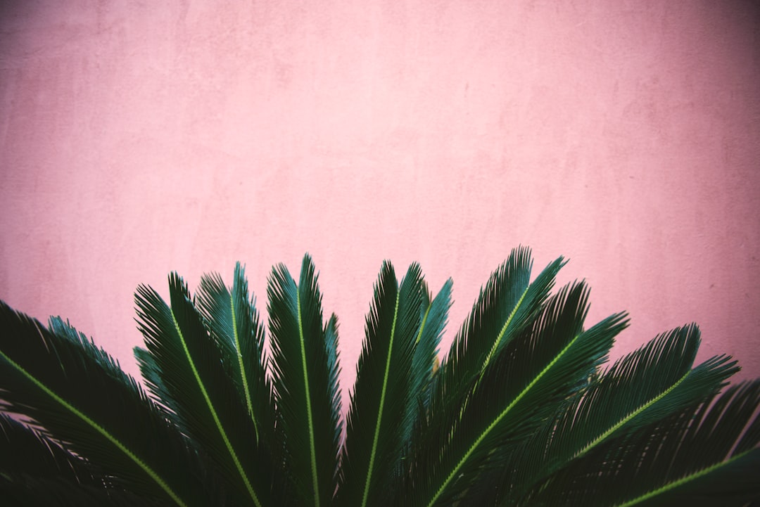 photo 1508401531113 289ab4692d3bcropentropycstinysrgbfitmaxfmjpgixidM3wxNDA1NTd8MHwxfHNlYXJjaHwzfHxncmVlbiUyMHdhbGwlMjBwbGFudHN8ZW58MXwwfHx8MTc0MzkyNjAwMnwwixlibrb 4.0.3q80w1080